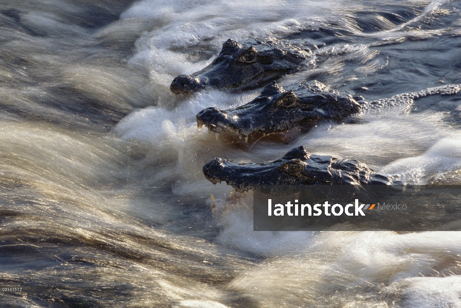 Trío de Caiman yacaré (Caiman yacare) en el río que fluye, Pantanal, Brasil