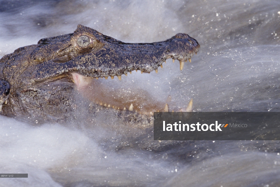 Caiman yacaré (Caiman yacare) pesca correr río, Pantanal, Brasil