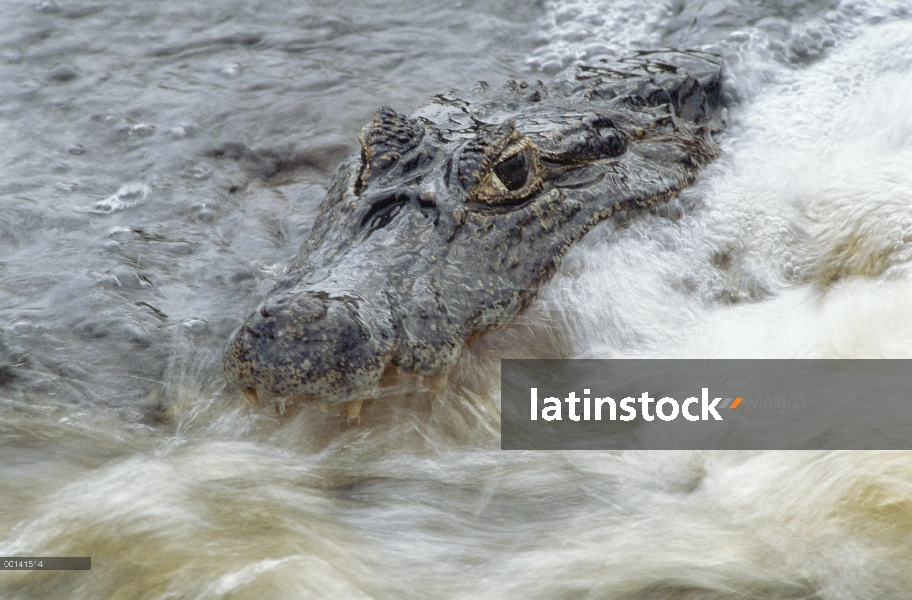 Caiman yacaré (Caiman yacare) pesca con boca abierta, en que río, Pantanal, Brasil