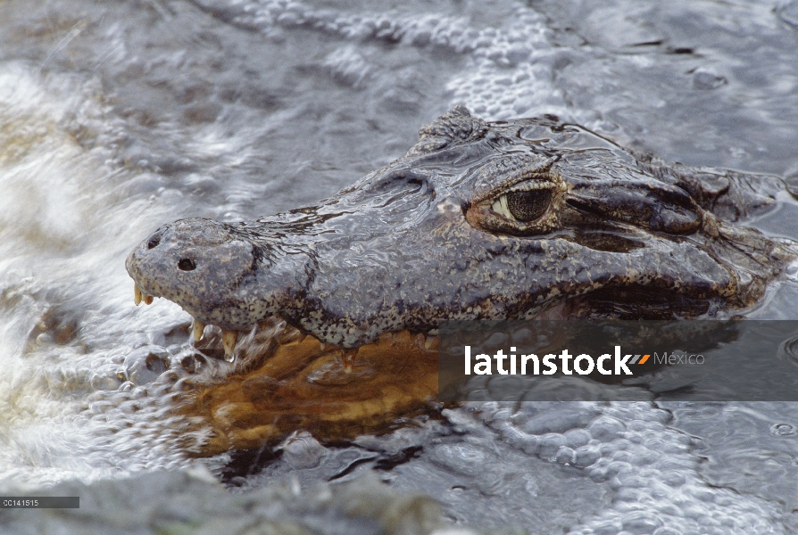 Caiman yacaré (Caiman yacare) pesca con la boca abierta en Río caudaloso, Pantanal, Brasil