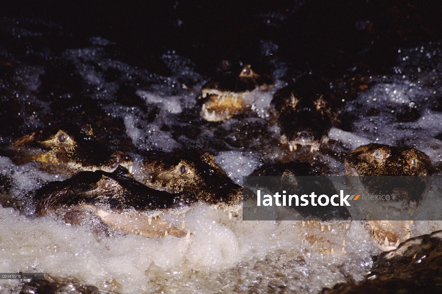 Pesca de grupo Caiman yacaré (Caiman yacare) con la boca abierta en caudaloso río, noche de luz, Pan