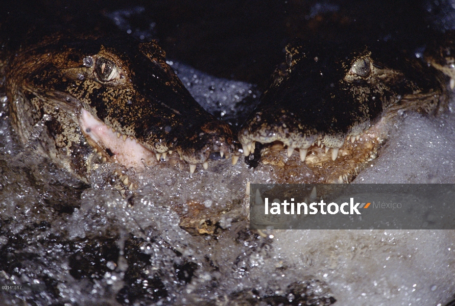 Par de Caiman yacaré (Caiman yacare) pesca boca abierta correr río, Pantanal, Brasil