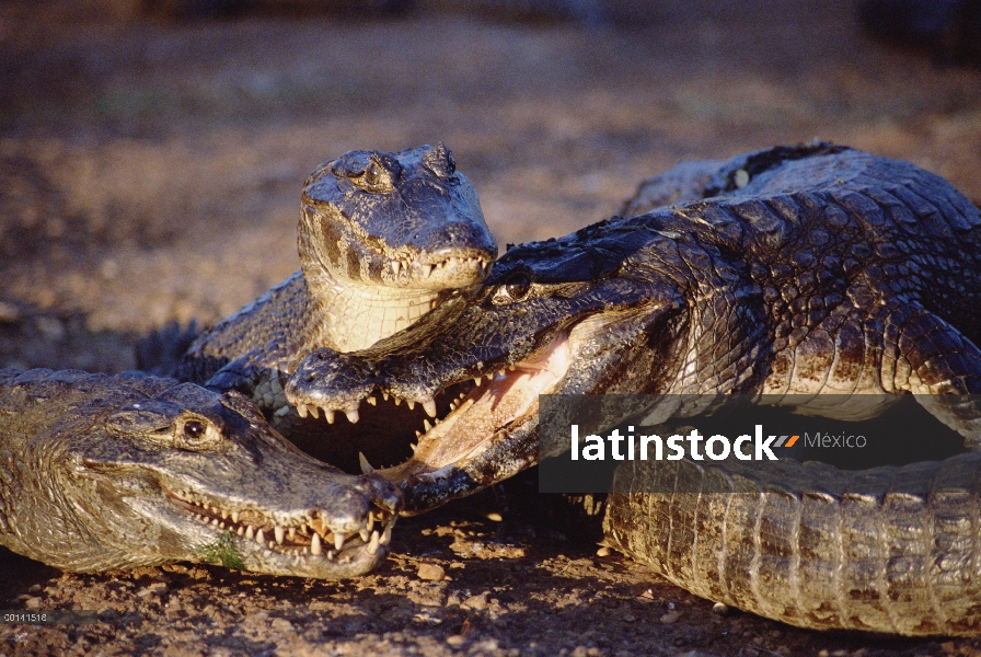 Trío de Caiman yacaré (Caiman yacare) en la luz de la tarde, Pantanal, Brasil