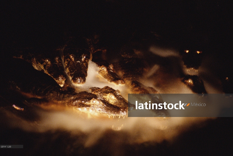 Grupo de Caiman yacaré (Caiman yacare), pesca con abrir bocas en Río caudaloso, por la noche, Pantan