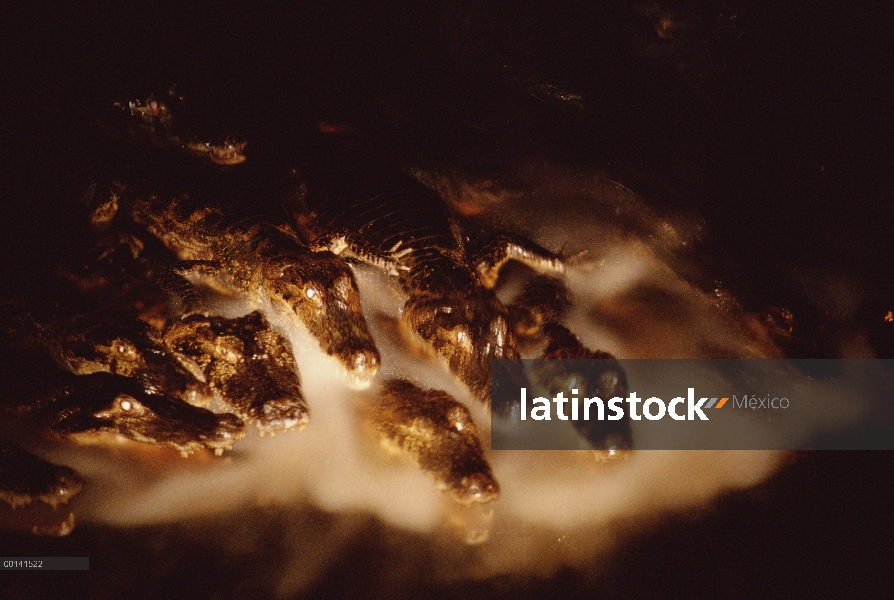 Caiman yacaré (Caiman yacare) grupo pesca abrir bocas en caudaloso río en la noche, Pantanal, Brasil