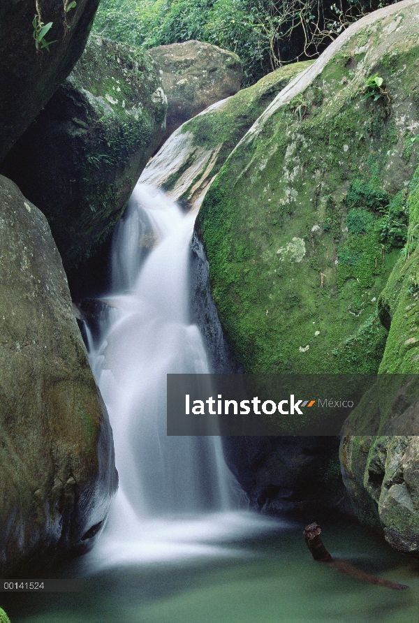 Montaña Clara alimenta corriente, mata atlántica, Serra Dos Órgãos nacional Park, Brasil