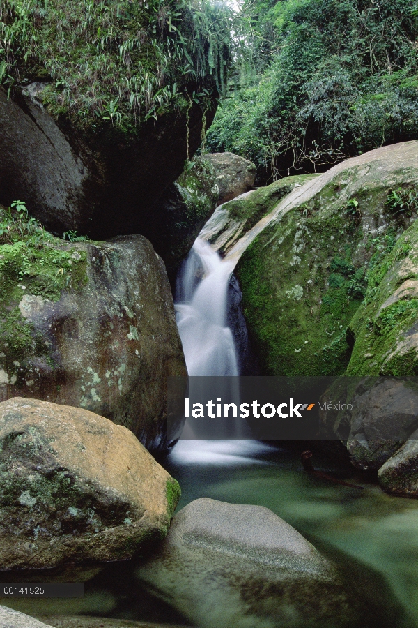 Montaña Clara alimenta corriente, mata atlántica, Serra Dos Órgãos nacional Park, Brasil