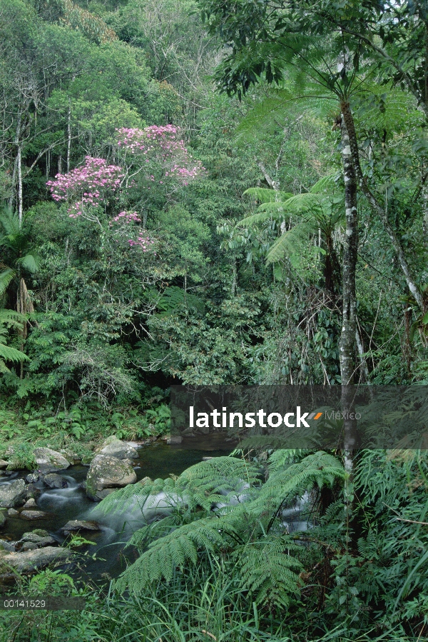 Ecosistema de bosque Atlántico, Parque Nacional de Bocaina, Brasil