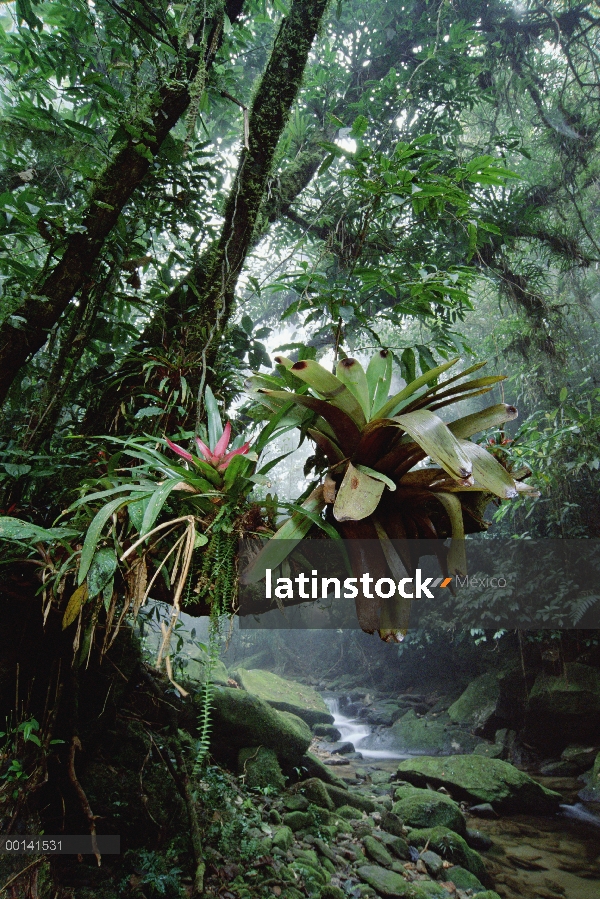 Bromelias que crecen en árboles a lo largo de la corriente en el Parque Nacional de Bocaina, bosque 