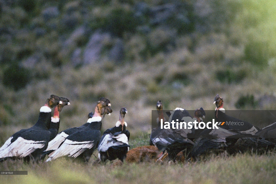 Grupo cóndor andino (Vultur gryphus) en el atardecer frenesí en canal de caballo, Cañon del Colca, P