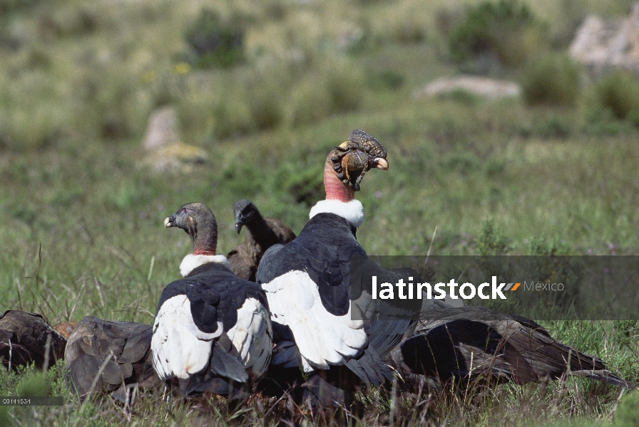 Grupo del Cóndor andino (Vultur gryphus) alimentándose del cadáver del caballo, Cañón del Colca, Per