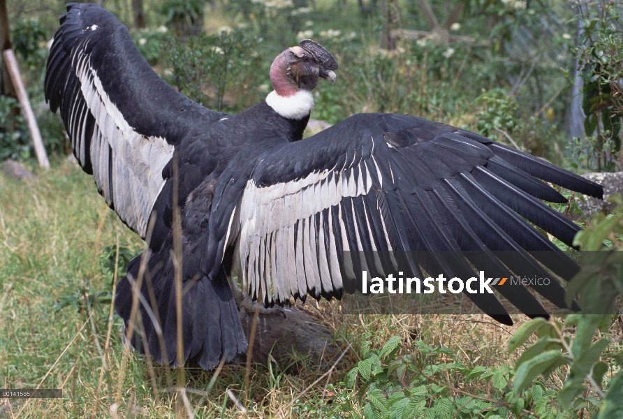 Cóndor andino (Vultur gryphus) hombre extiende alas para calentar, Condor Huasi proyecto, Hacienda Z