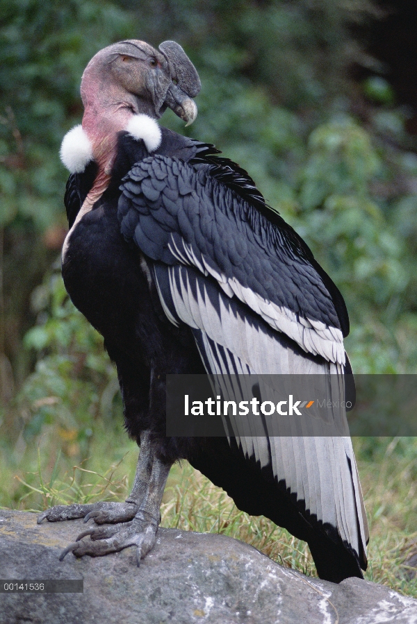 Cóndor andino (Vultur gryphus) macho adulto de ocho años de edad siendo rehabilitado para el lanzami