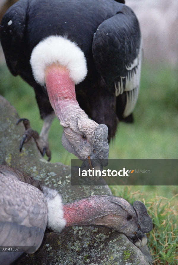 Cóndor andino (Vultur gryphus) adultos y juveniles macho par jugar, Condor Huasi proyecto, Hacienda 