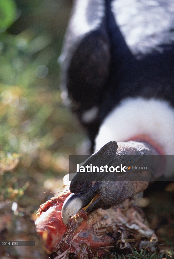 Hombre de cóndor andino (Vultur gryphus) alimentándose de carroña, Condor Huasi proyecto, Hacienda Z