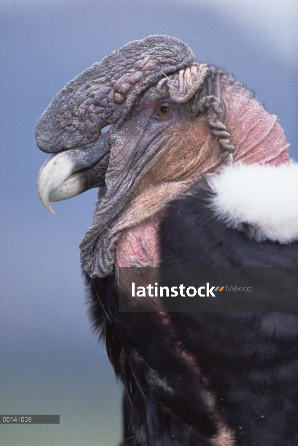 Macho adulto de cóndor andino (Vultur gryphus) en rehabilitación para el lanzamiento, Condor Huasi p