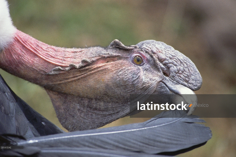 Hombre de cóndor andino (Vultur gryphus), acicalarse, Condor Huasi proyecto, Hacienda Zuleta, Cayamb