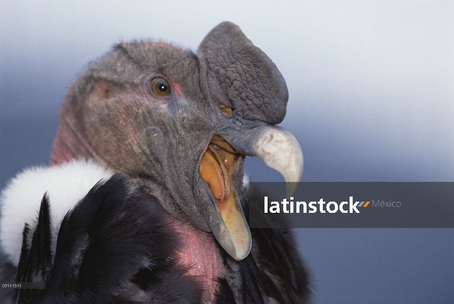 Macho adulto de cóndor andino (Vultur gryphus) bostezo, Condor Huasi proyecto, Hacienda Zuleta, Caya