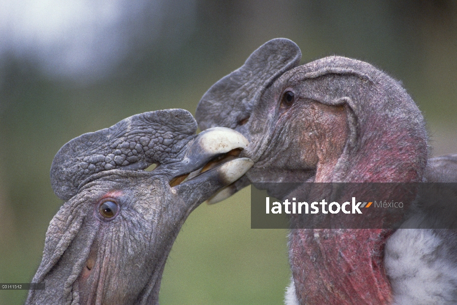 Cóndor andino (Vultur gryphus) adulto macho par interactuar, Condor Huasi proyecto, Hacienda Zuleta,