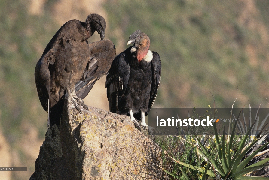 Cóndor andino (Vultur gryphus) adultos y juveniles encaramado en el acantilado espera de corrientes 