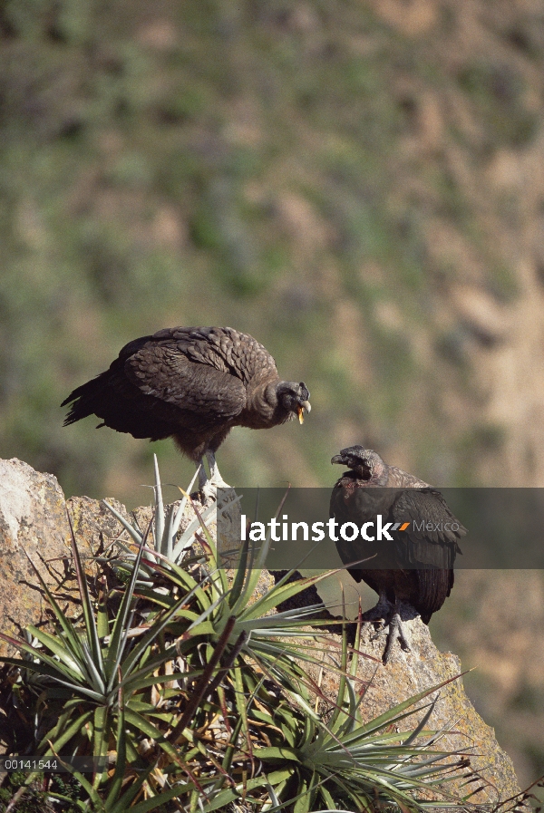 Par masculino juvenil cóndor andino (Vultur gryphus) socialización en el borde del acantilado, Cañón