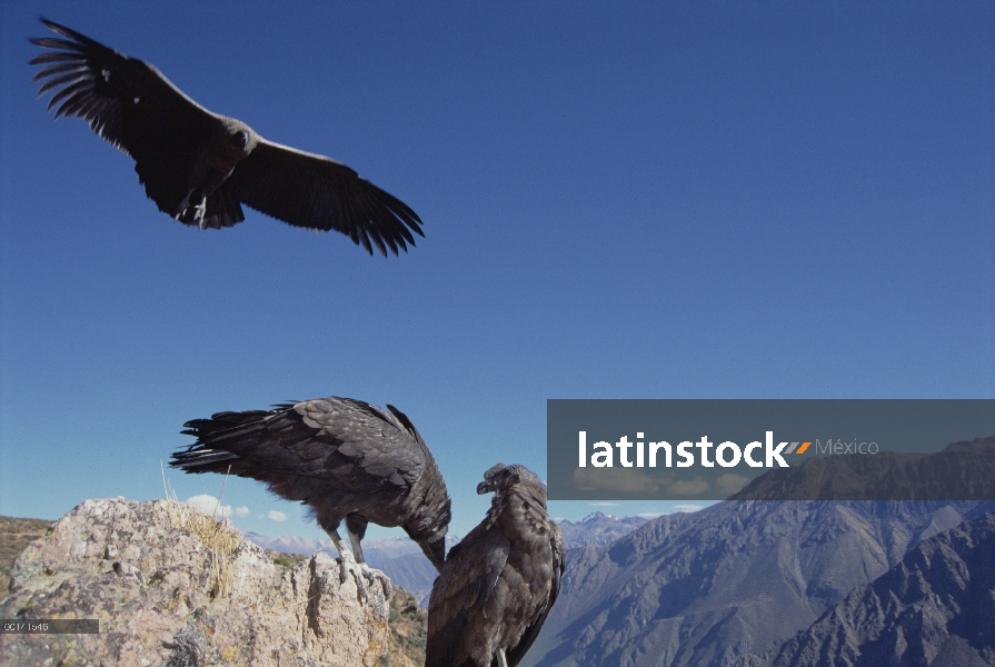 Grupo juvenil de cóndor andino (Vultur gryphus) socialización en el borde del acantilado, Cañón del 