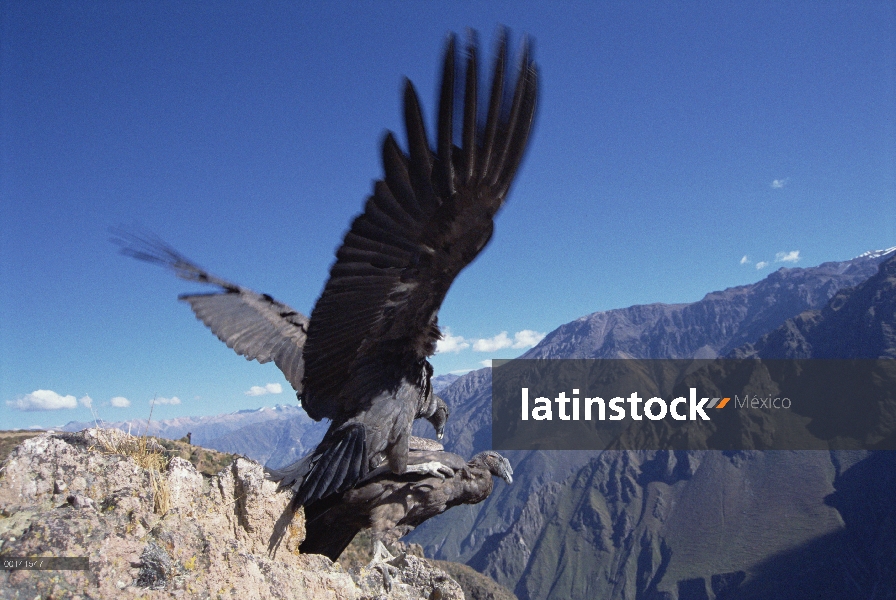 Pareja juvenil de cóndor andino (Vultur gryphus) interactuando en el borde del acantilado, Cañón del