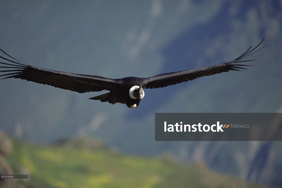 Hombre de cóndor andino (Vultur gryphus) corriente térmica ascendente del montar a caballo más de 3.