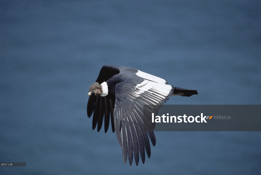 Hombre de cóndor andino (Vultur gryphus), elevándose sobre la costa desértica, reserva de Paracas, P