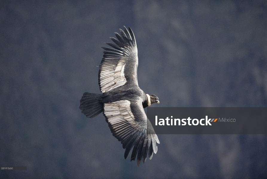 Hombre de cóndor andino (Vultur gryphus) corriente térmica ascendente del montar a caballo más de 3.