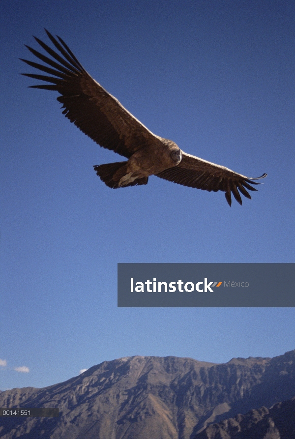 Cóndor andino (Vultur gryphus) juvenil conducción térmica corriente aérea ascendente sobre 3.400 met