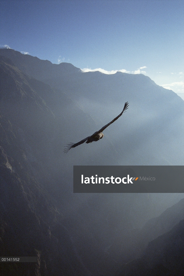 Cóndor andino (Vultur gryphus) alza en corriente aérea ascendente térmica más de 3.400 metros de pro