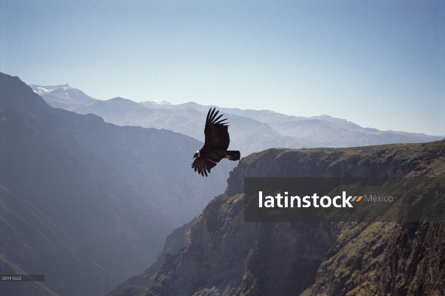 Cóndor andino (Vultur gryphus) alza en corriente aérea ascendente térmica más de 3.400 metros de pro