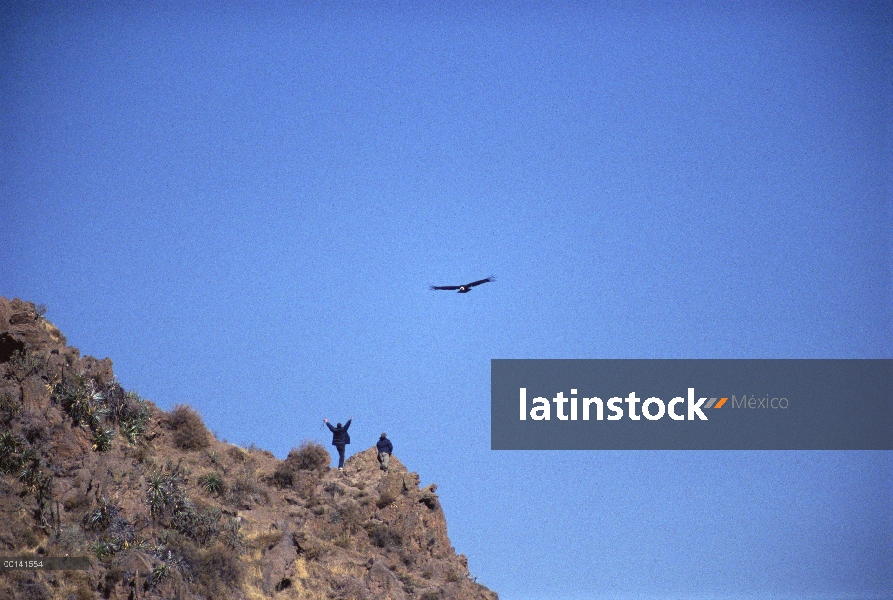 Cóndor andino (Vultur gryphus), elevándose cerca de espectadores en el borde del profundo cañón del 