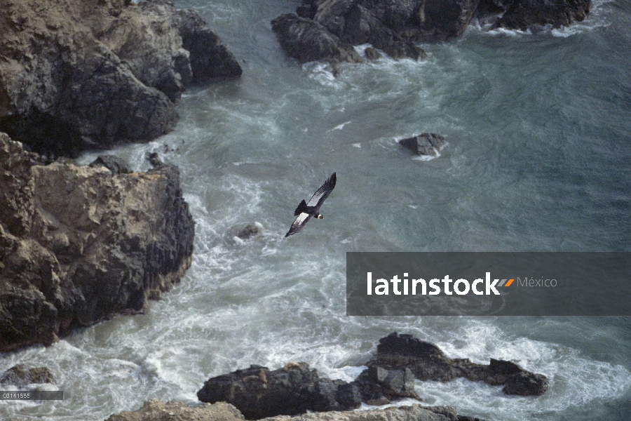 Hombre de cóndor andino (Vultur gryphus), elevándose sobre la costa desértica en busca de cadáveres 