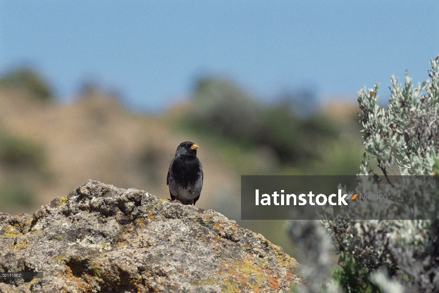 Retrato de Yal (Phrygilus fruticeti), en la roca, de luto, Cañón del Colca, Andes del sur, Perú