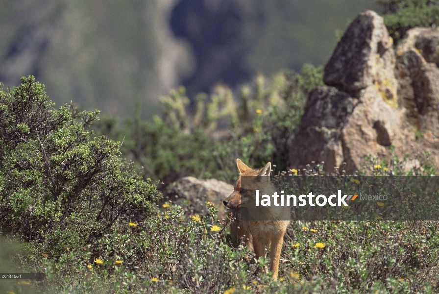 Zorro culpeo (Lycalopex culpaeus) viviendo en resistente país, Cañón del Colca, de matorral del andi