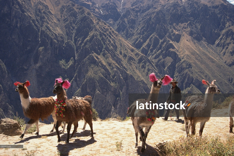 Tren de llama (Lama glama), transporte de mercancías de pueblo en pueblo en el sistema de trueque hi