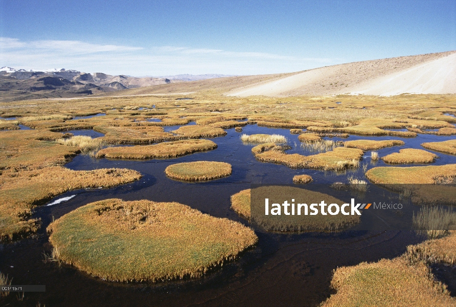 Andina bofedal o turberas de alta montaña cerca de la fuente del río Amazonas en el pie de 5.597 met