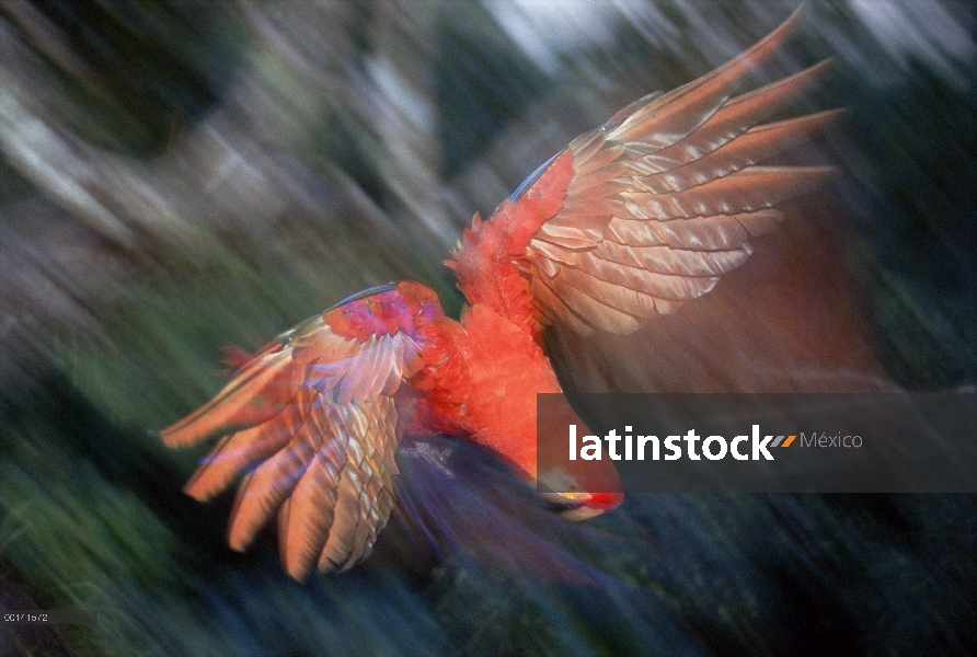 Guacamaya roja (Ara macao) volando en el dosel del bosque lluvioso, superior río Tambopata, Amazonia