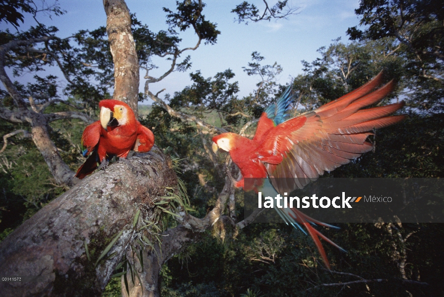 Par de Guacamaya roja (Ara macao) 30 metros de altura en el dosel del bosque lluvioso, alto río Tamb