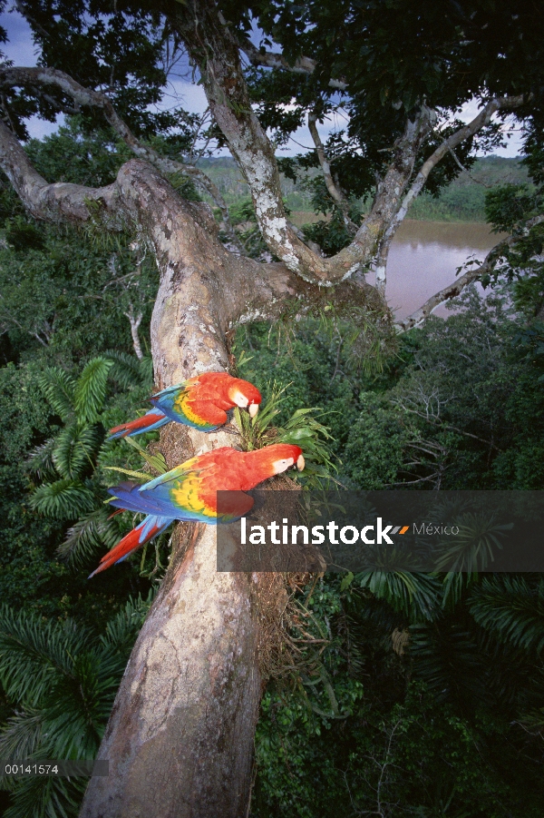 Escarlata par de guacamayo (Ara macao), encaramado en la rama de árbol, originalmente planteada por 