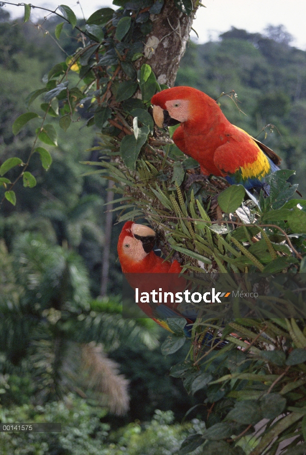 Escarlata par de guacamayo (Ara macao) en el dosel del bosque lluvioso, originalmente planteada por 