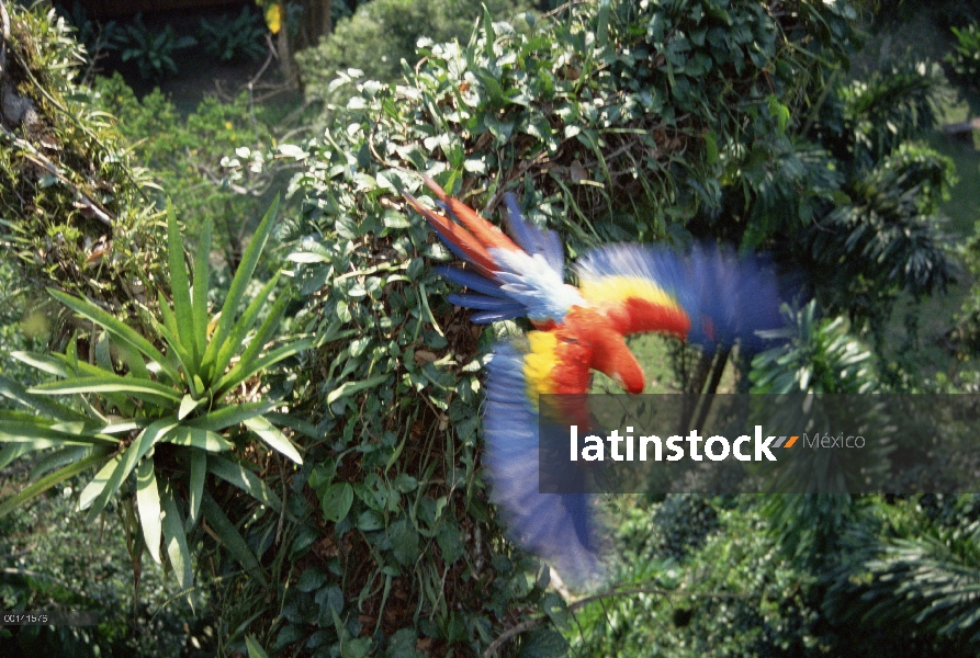 Guacamaya roja (Ara macao) volando en el dosel del bosque lluvioso, superior río Tambopata, Amazonia