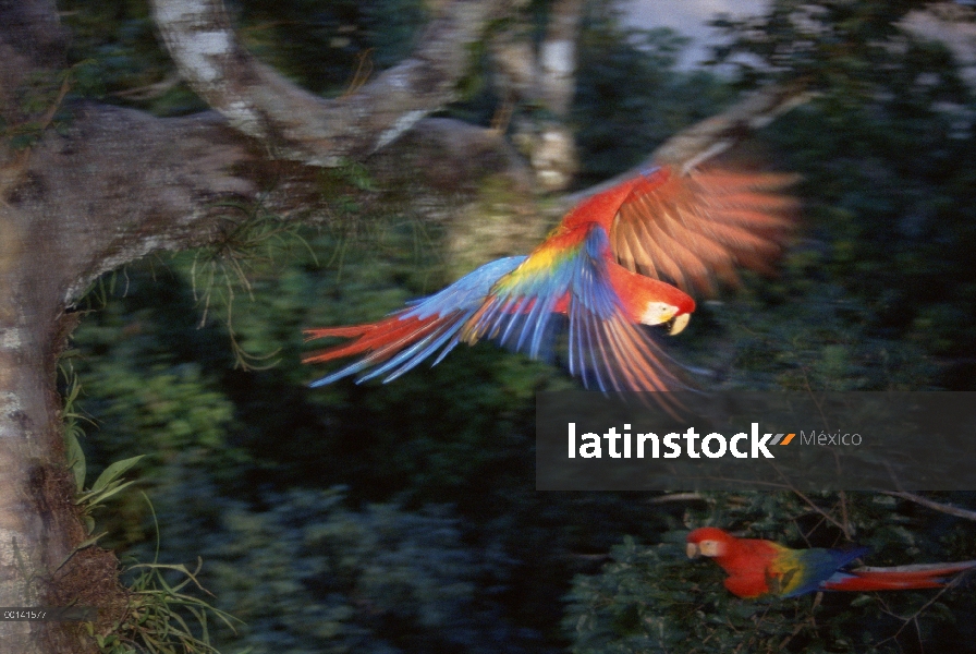 Guacamaya roja (Ara macao) volando en el dosel del bosque lluvioso, superior río Tambopata, Amazonia