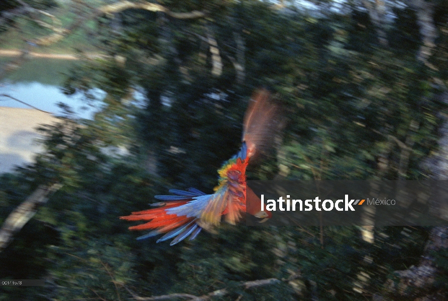 Guacamaya roja (Ara macao) volando en el dosel del bosque lluvioso, superior río Tambopata, Amazonia