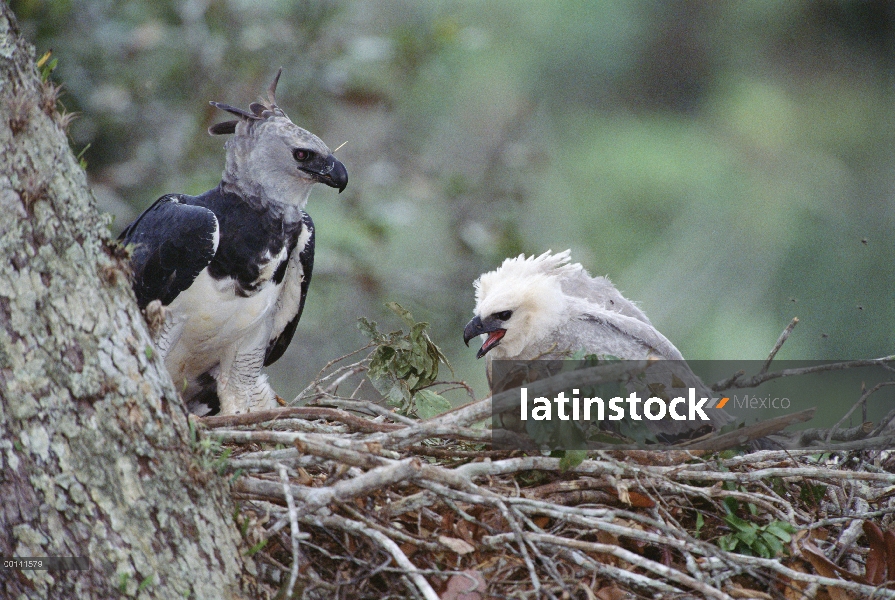 Mujer águila arpía (Harpia harpyja) en el nido asistir menores chick, tierra natal de Ese'eja, río T