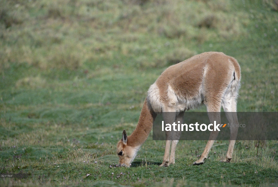 Vicuña (Vicugna vicugna) en humedales alpinos, Llulita, Apurímac, Andes del Perú, Perú