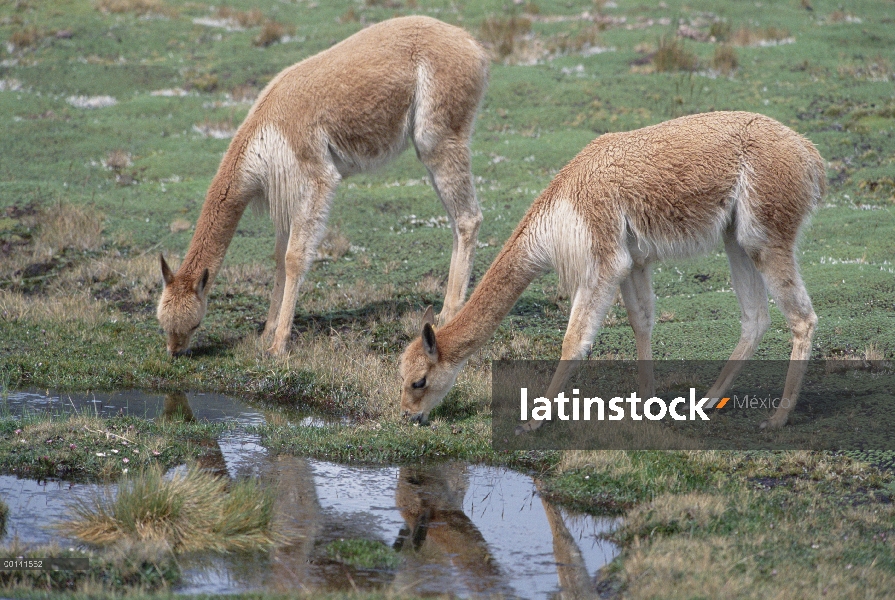 Par de la vicuña (Vicugna vicugna) en humedales alpinos, Llulita, Apurímac, Andes del Perú, Perú