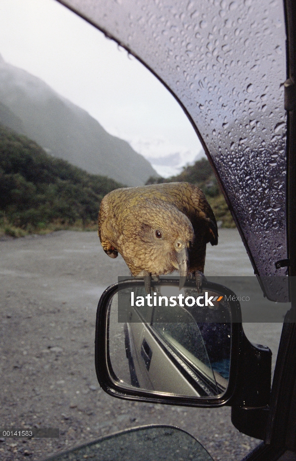 Kea (notabilis de Nestor) inspección aparcado el coche, Fox glaciar, Parque Nacional de Westland, Nu